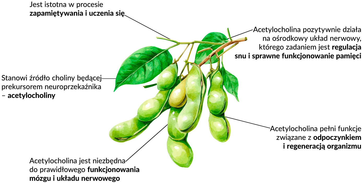 Lecytyna sojowa