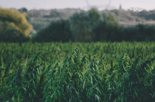 cannabi field