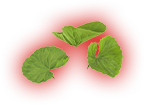 Liście