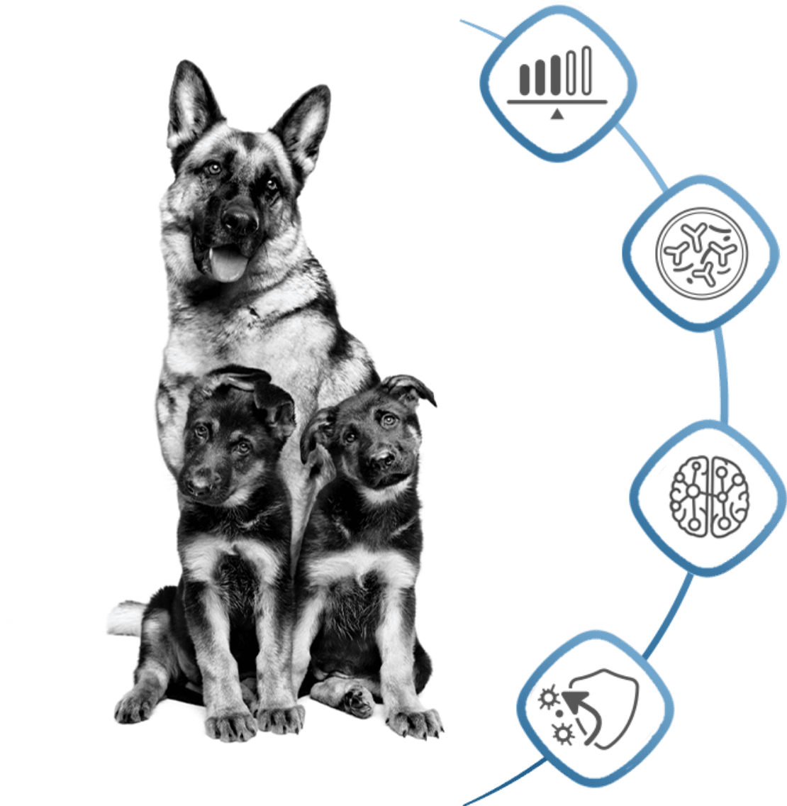 kv3-medium-puppy