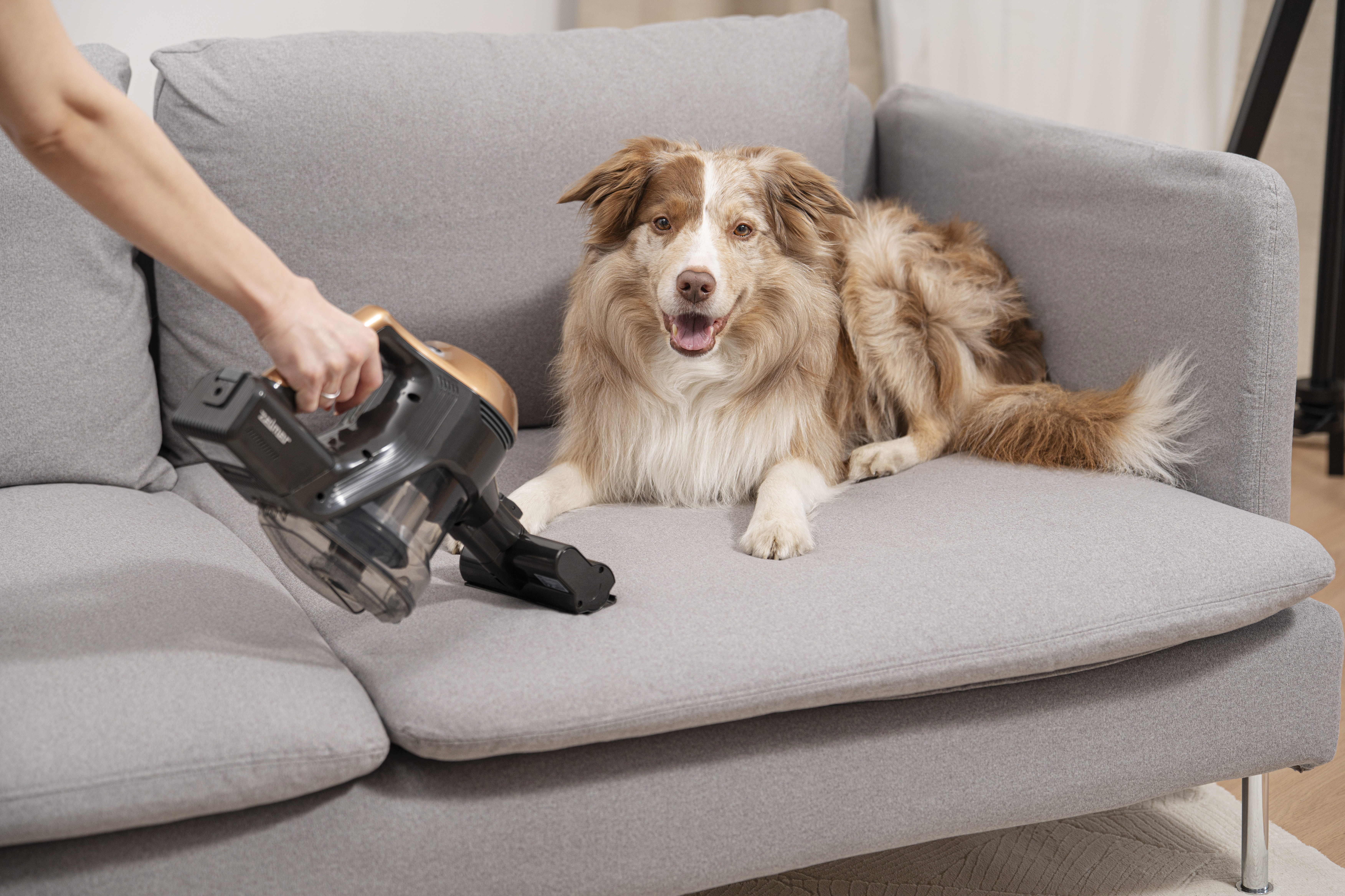 Zelmer ZSVC512DF Piotr - Opinie i ceny na Ceneo.pl