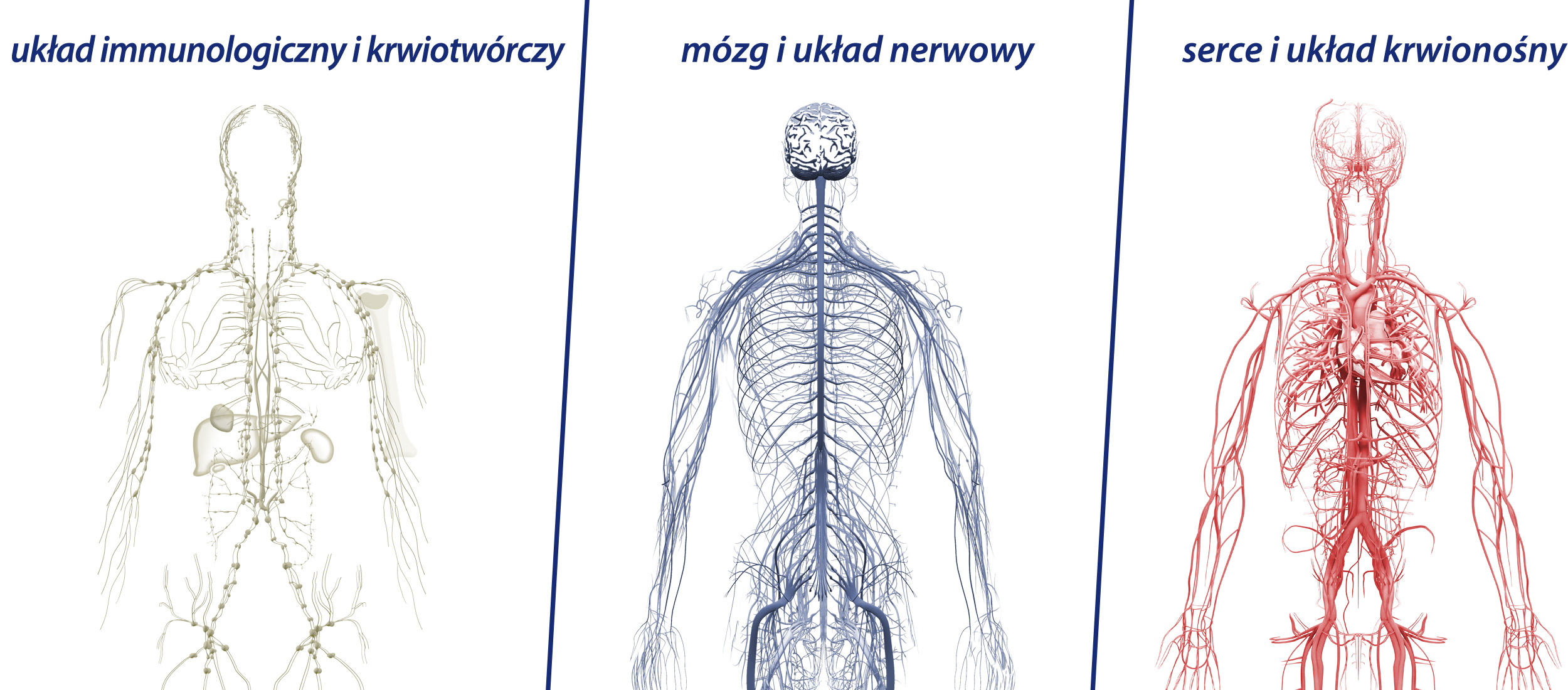 BioMarine Medical odporność w grypie i infekcjach wirusowych, żywienie w radioterapii i chemioterapii