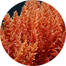Naturell