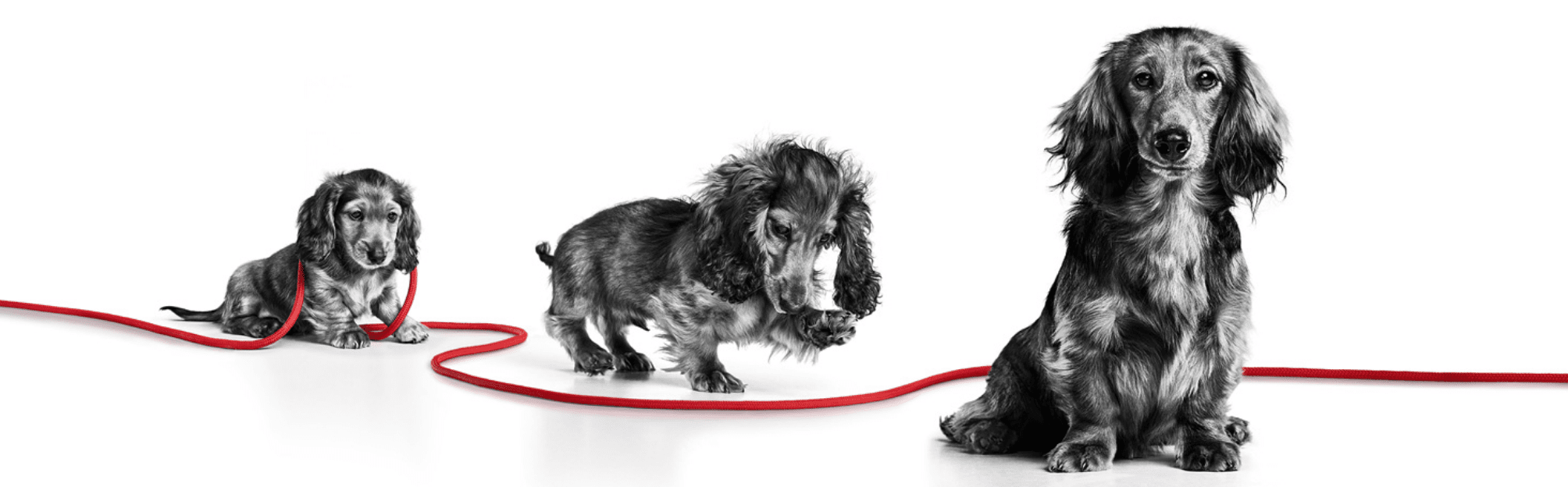 2個セット　 CANIN ミニ ステリア 8kg Karma Royal Canin Mini Starter Mother&Babydog 8kg - Ceny i opinie